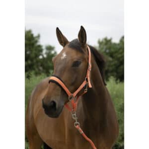 Licol + Longe Norton Large - 510249