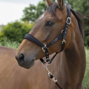 Licol + Longe Norton Large - Ecurie les Chevaux du Diois - Noir - 510249