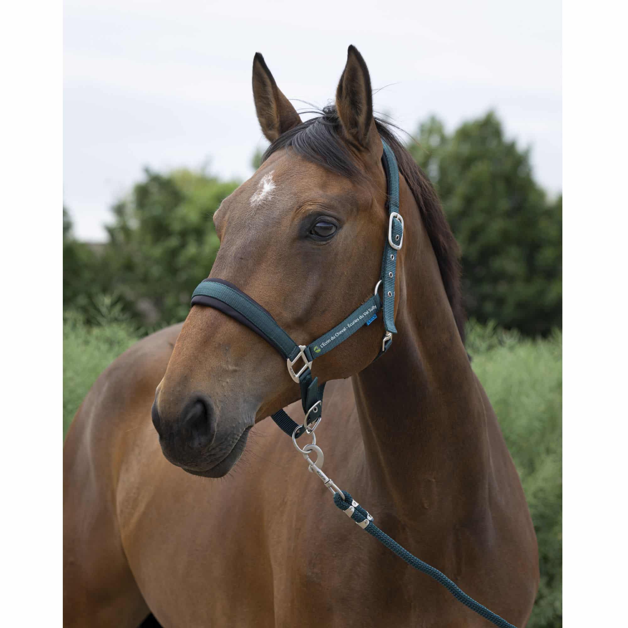 Licol + Longe Norton Large - L’Ecrin du Cheval - Vert - 510249