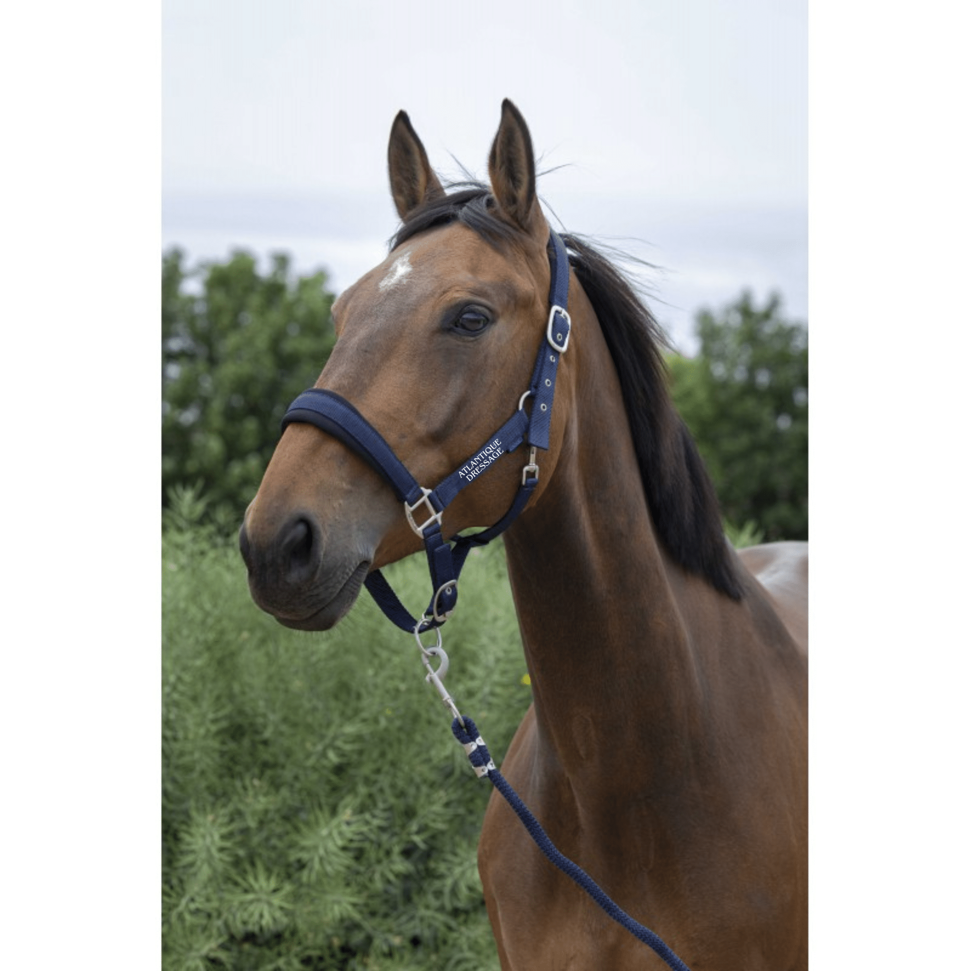 Licol + Longe Norton Large - Atlantique Dressage - Navy - 510249