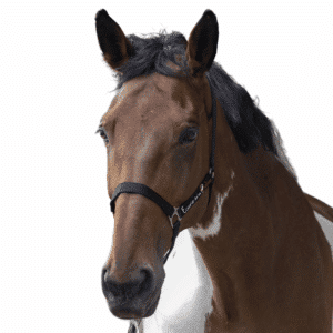 Licol + longe RIDING WORLD "Club" - ecurie de la galine – Noir - 510118