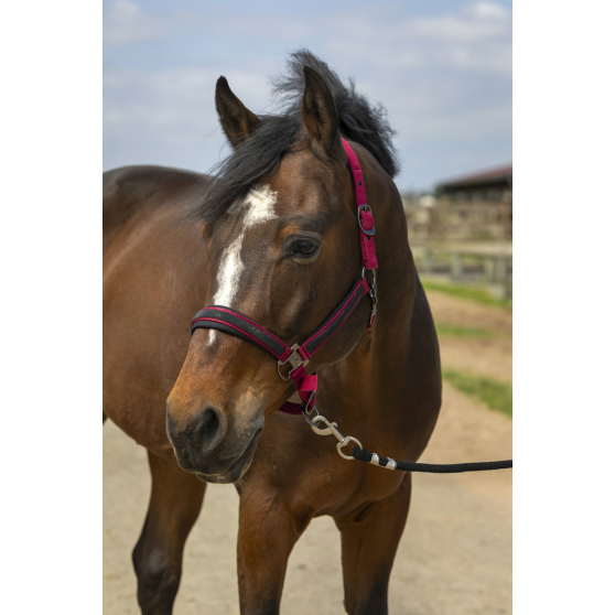 Licol EQUITHÈME - Strass - 510250 – Image 4