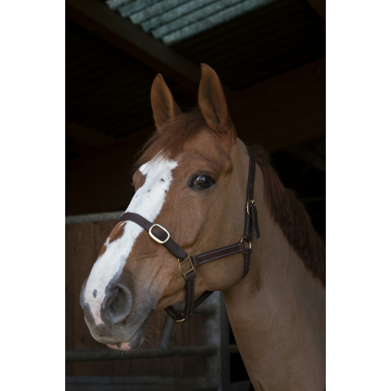 Licol NORTON CLUB - Cuir - 510307