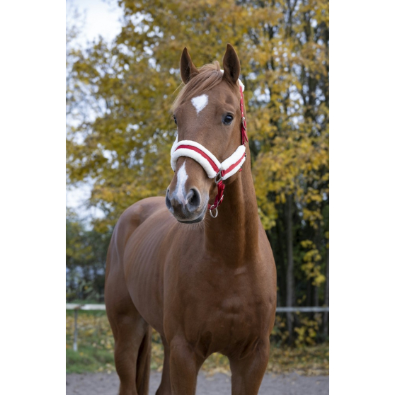 Licol NORTON - Confort - 510016