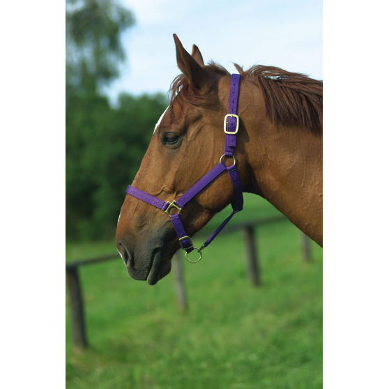 Licol nylon NORTON - doublé cuir - 510180