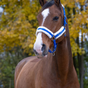 Licol NORTON - Confort - Le Shetland - 510016