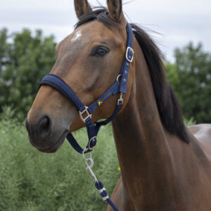 Licol + Longe Norton Large - Les écuries Omega - Navy - 510249